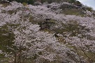 蘭丸ふる里の森の桜の様子