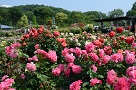 花フェスタ記念公園内世界のバラ園で撮影したバラ