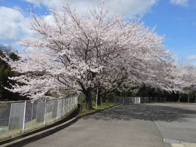 満開に咲いた桜の画像