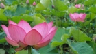大賀ハスの花の画像