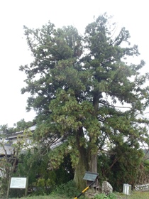 小豆田の大杉