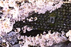 桜井の泉と桜の画像