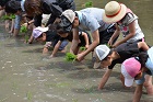 田植えをする子どもたちの画像