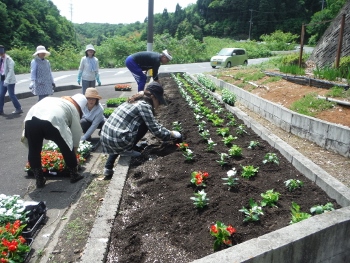 苗植えの様子