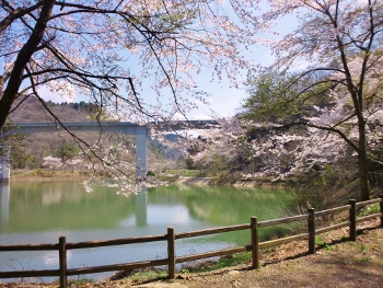 小渕ため池公園の桜画像