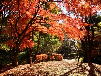 歴史と文化の森（紅葉）