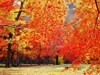 可児川下流域自然公園　秋の紅葉画像2