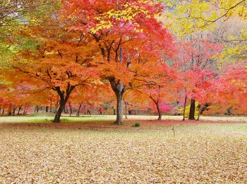 可児川下流域自然公園　秋の紅葉画像1