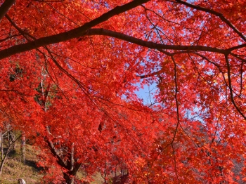 古城山の紅葉画像