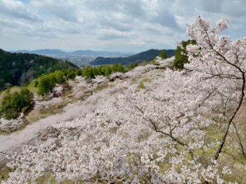 古城山千本桜画像1