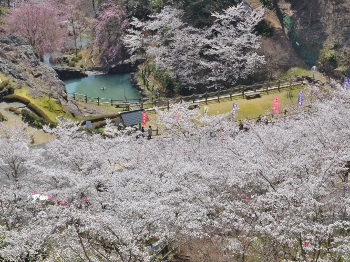 古城山千本桜画像2