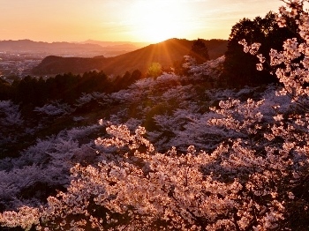 夕日と千本桜の画像