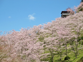 古城山千本桜画像3