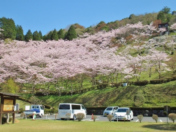 春の古城山（千本桜）画像