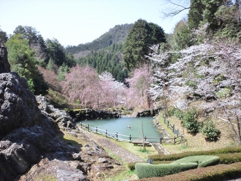 春の「産湯のせせらぎ」画像