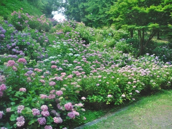 やすらぎの森_ガクアジサイの谷イメージ1