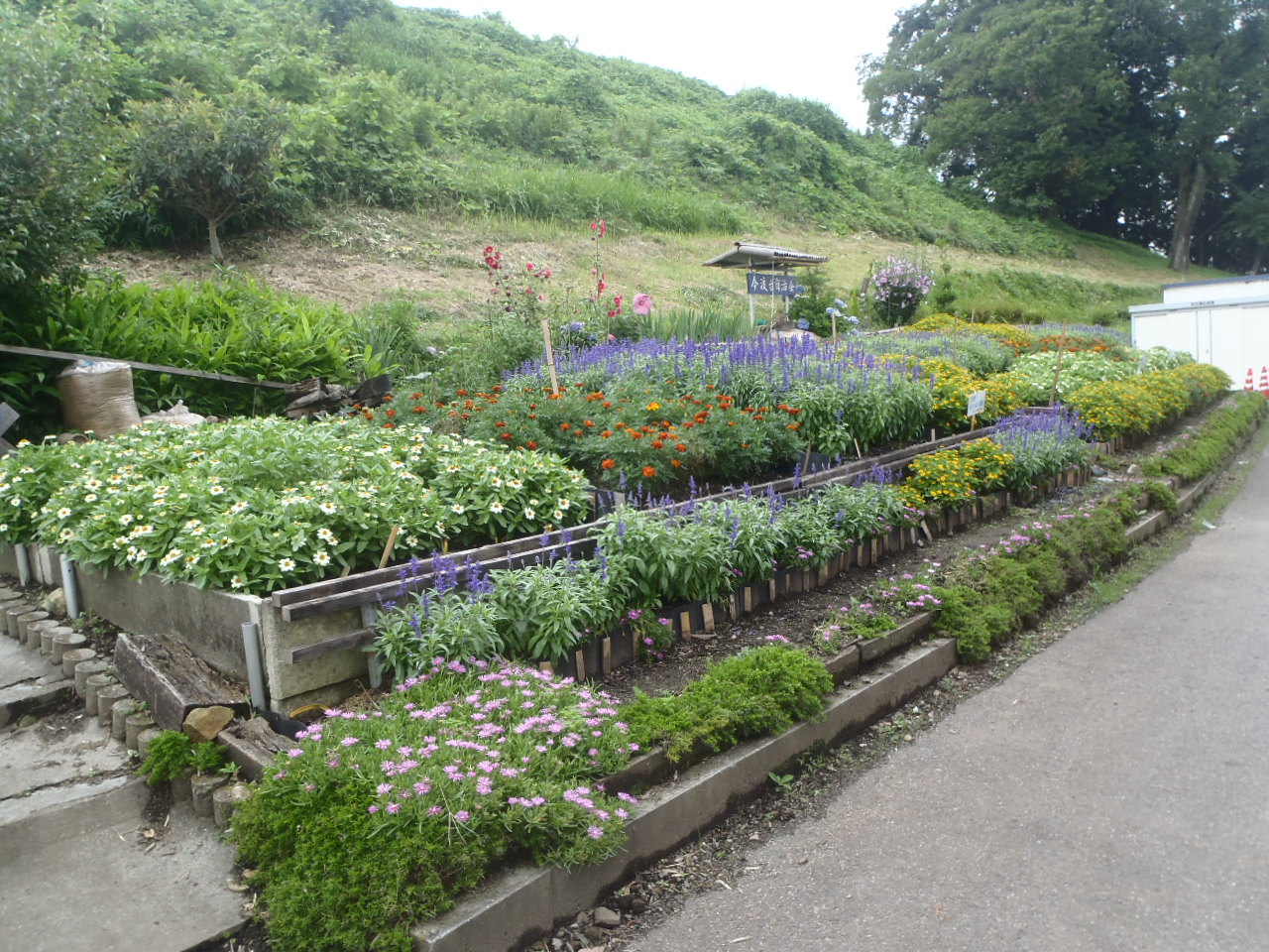 今渡台自治会の花壇の画像