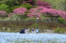 ネモフィラの花壇の様子