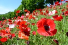 ポピーの花がたくさん咲いている様子