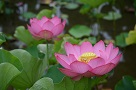 開花している大賀ハスの花の様子