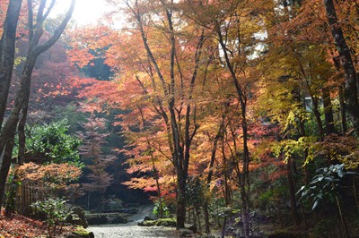 荒川豊蔵資料館 秋の紅葉