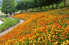 花フェスタ記念公園で撮影したキバナコスモスの写真