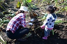 里芋を収穫する親子の写真