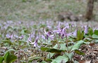 カタクリの花の画像