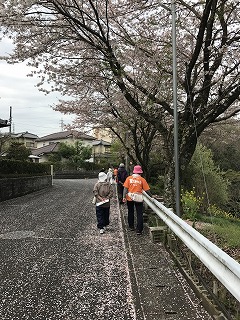 桜の下のウオーキングの様子