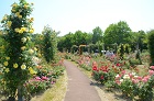 花フェスタ記念公園で鮮やかに咲くバラ