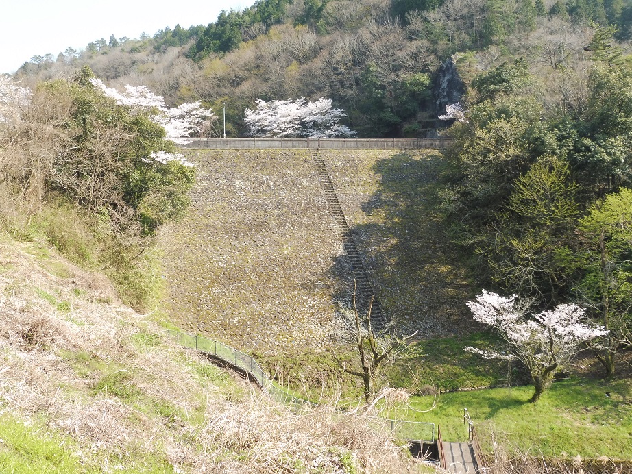 小渕ダムの春の写真１
