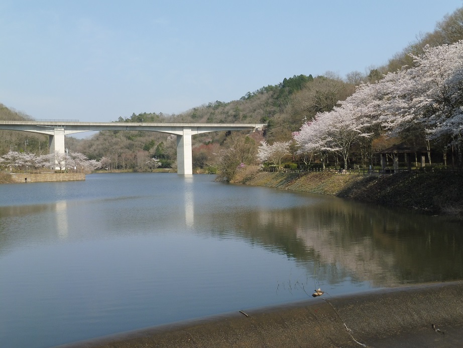 小渕ダムの春の写真３