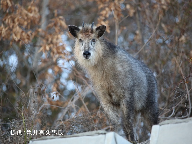 市内で目撃されたニホンカモシカ(提供：亀井喜久男氏)