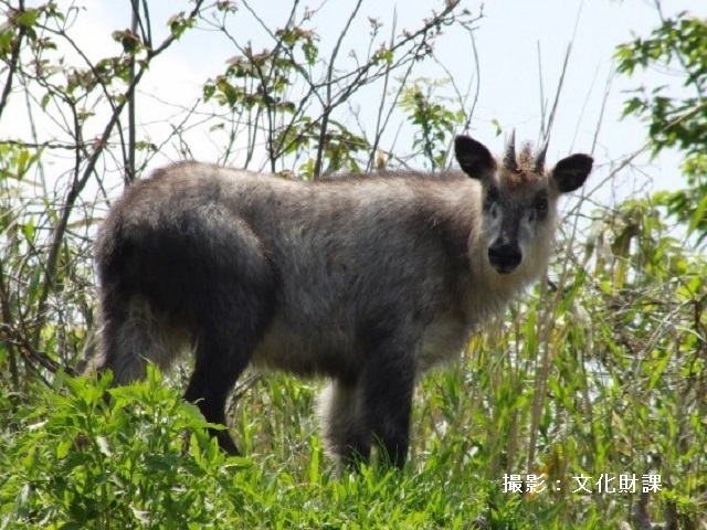 市内で目撃されたニホンカモシカ(撮影：文化財課)