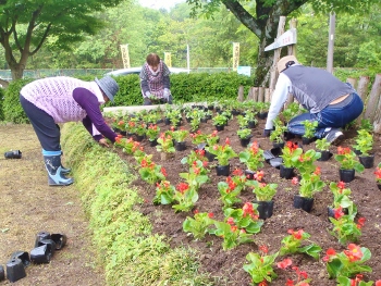 平成30年春の花いっぱい運動画像2