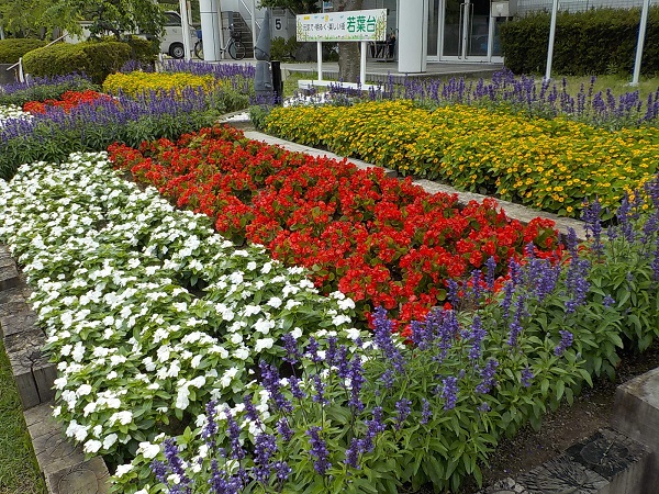 若葉台自治会の花壇