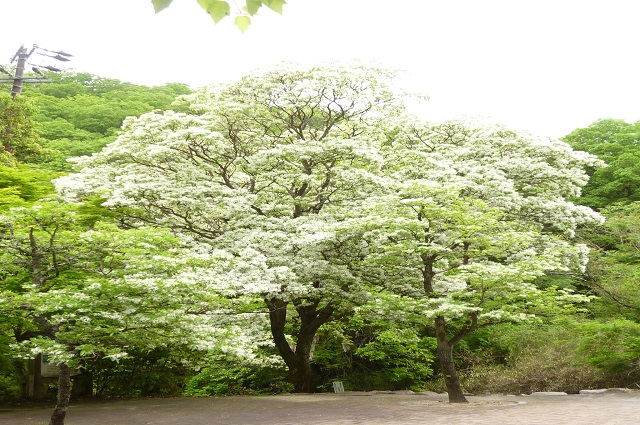 久々利の市指定天然記念物に指定されたヒトツバタゴの写真