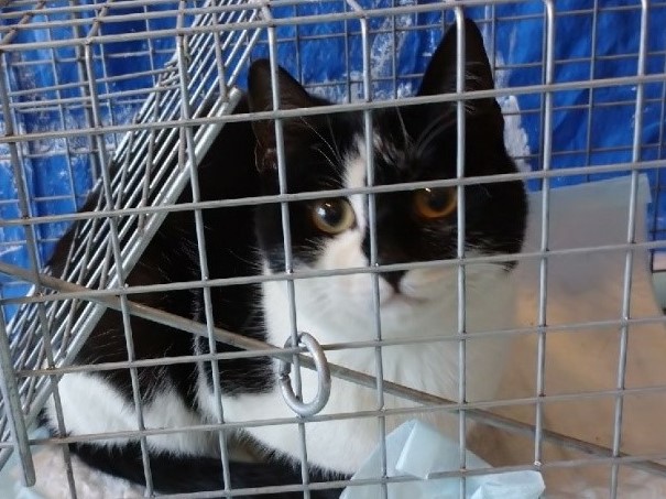 捕獲猫令和3年4月