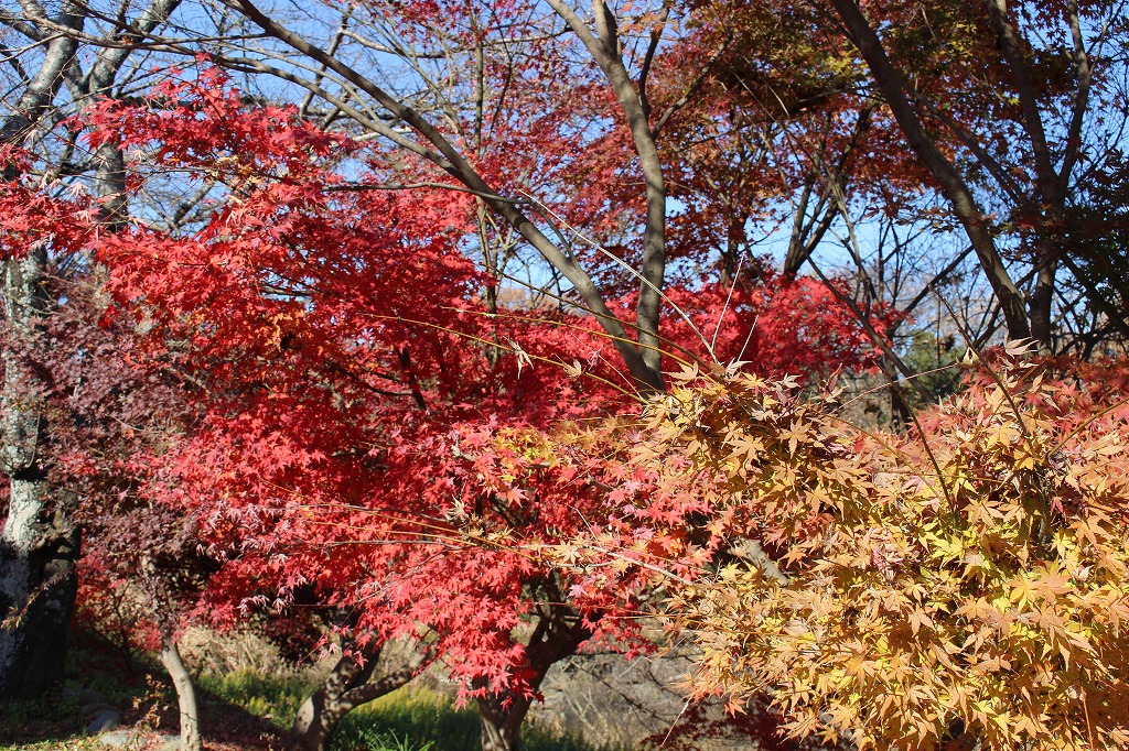 ウォーキング・KANI　錬成館