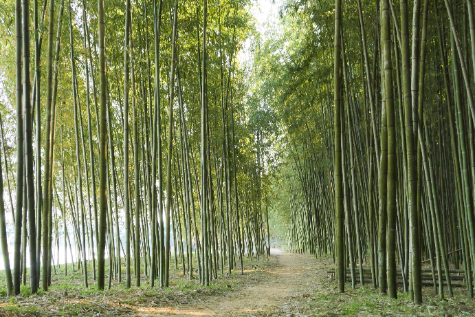 木曽川渡し場遊歩道