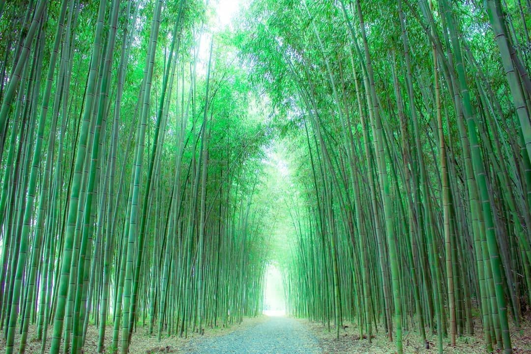 木曽川渡し場遊歩道（かぐや姫の散歩道）