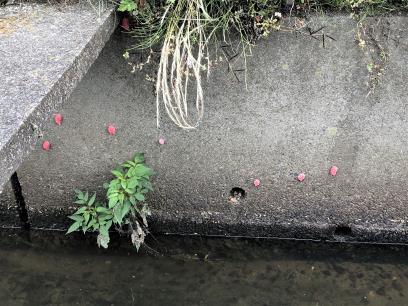 水路内のスクミリンゴガイ(ジャンボタニシ)の卵塊 水路内のスクミリンゴガイ(ジャンボタニシ)の卵塊