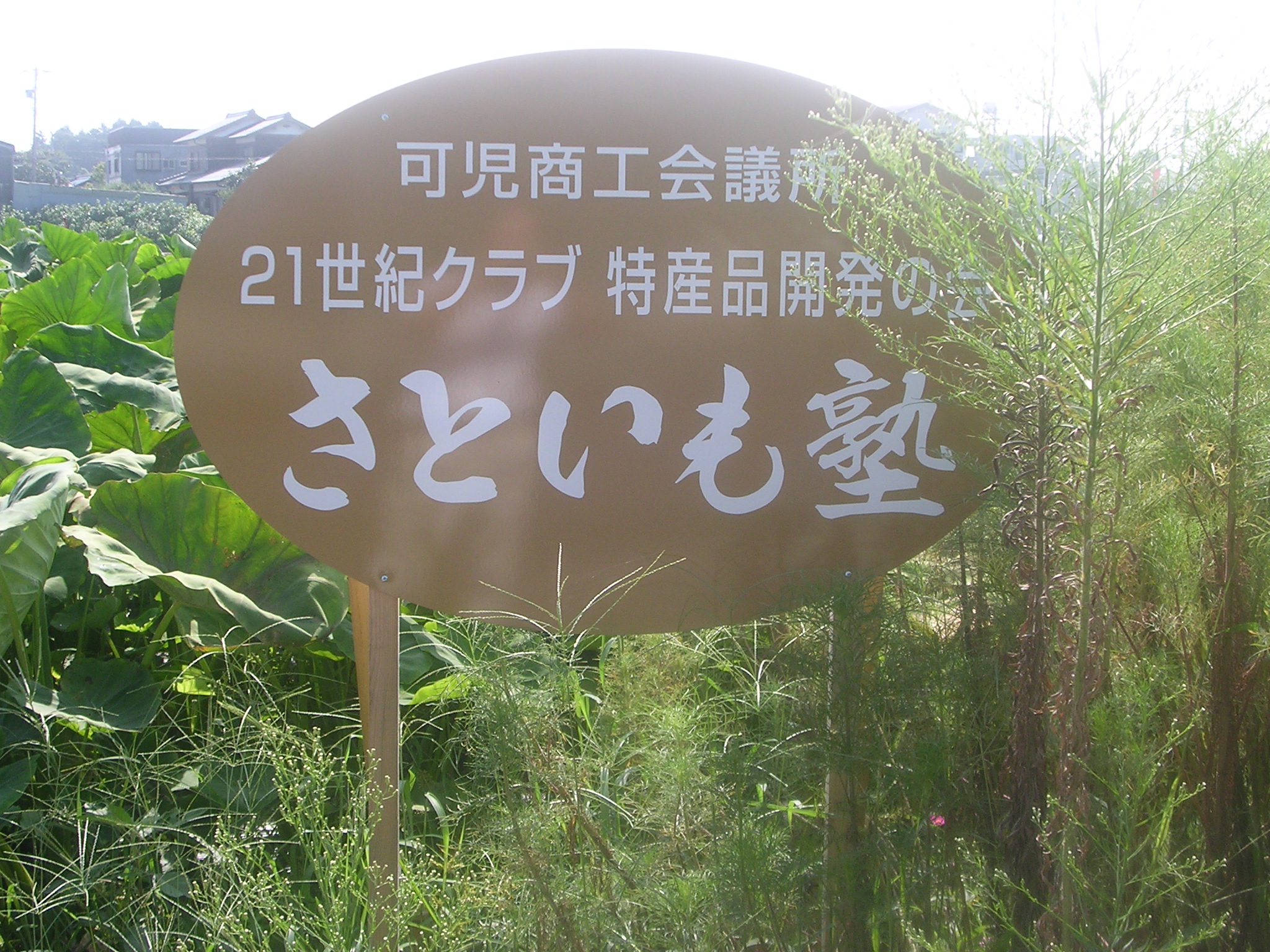 里芋