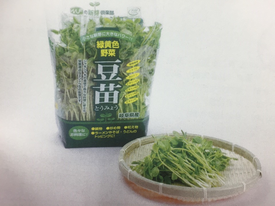 豆苗