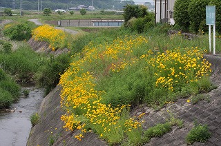 オオキンケイギクの画像1