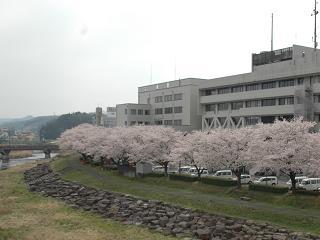 市役所の桜並木