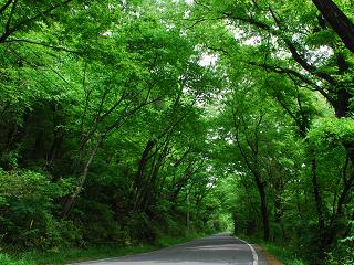 緑におおわれた道路