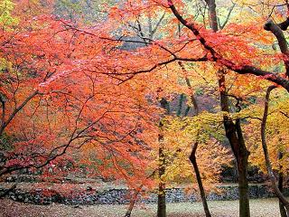 木曽川下流域自然公園の紅葉