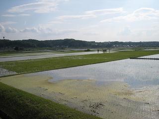 田植えを控えた田園