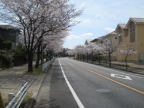 都市計画道路（大森桜ケ丘線）